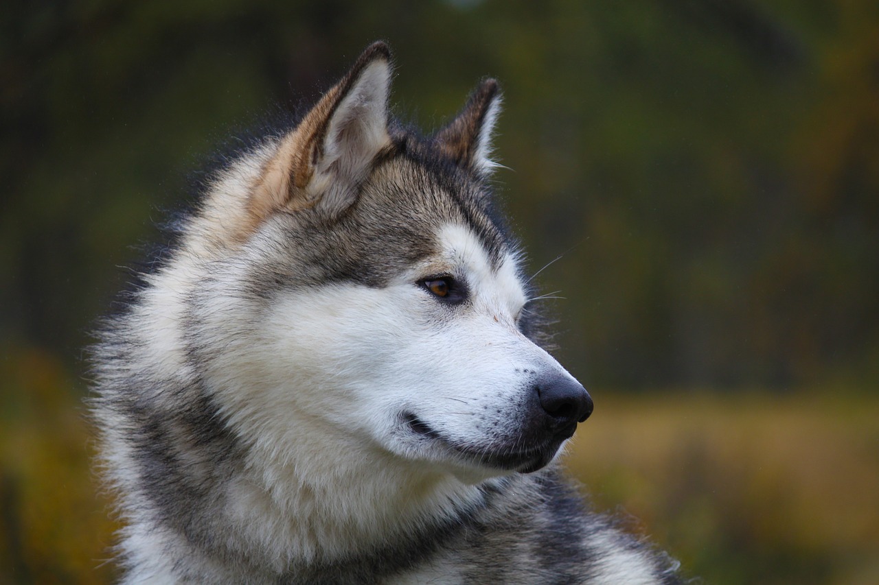 The Unique Characteristics of the Alaskan Malamute